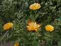 MarigoldPlants